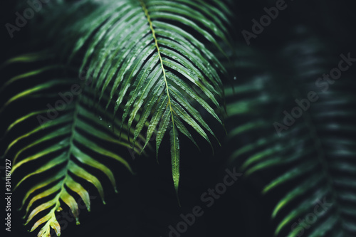 Leaves - textures and details of fresh green leaves in nature