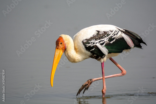 Painted Stork Fish Catch