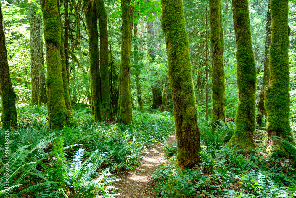 Mossy Forest Trail