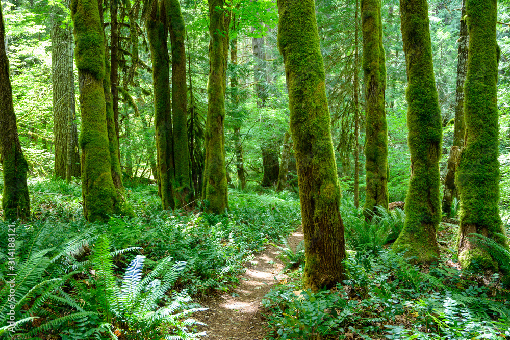 Obraz premium Mossy Forest Trail