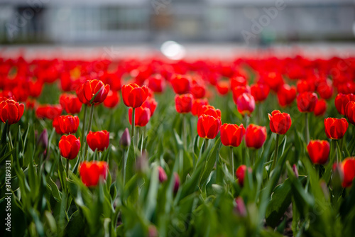 Field of colorful tulips in