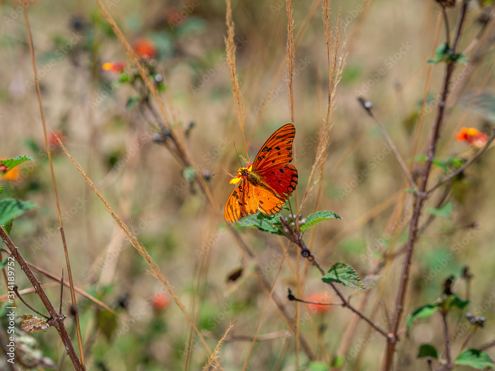 Butterfly on a bush Butterfly on a bush