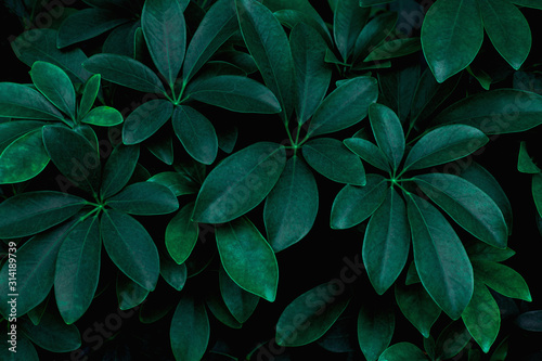 closeup nature view of green leaf in garden, dark wallpaper concept, nature background, tropical leaf