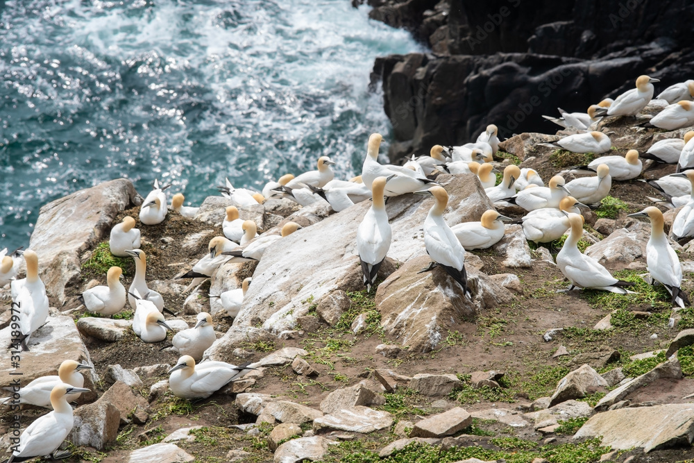 Gannets on rocks in Saltee Islands Gannets on rocks in Saltee Islands