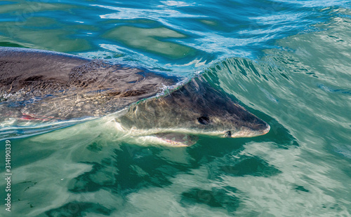 Shark swimming underwater, top view, close up. Great White shark (Carcharodon carcharias) in the water of Pacific ocean near the coasts of South Africa.