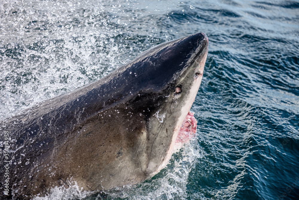 Fototapeta premium Great white shark with open mouth. Attacking Great White Shark in the water of the ocean. Great White Shark, scientific name: Carcharodon carcharias. South Africa.