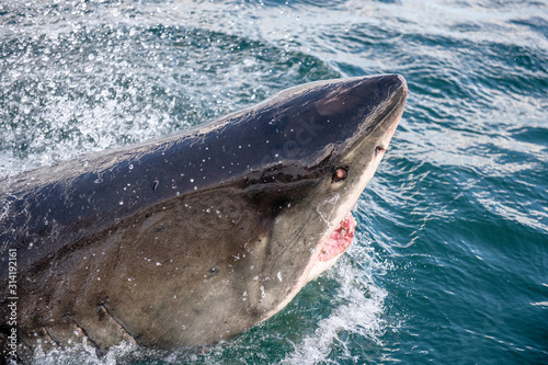 Great white shark with open mouth. Attacking Great White Shark  in the water of the ocean. Great White Shark  scientific name  Carcharodon carcharias. South Africa.