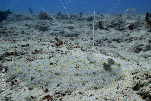 Canvas Print camouflage flounder fish on the sea floor