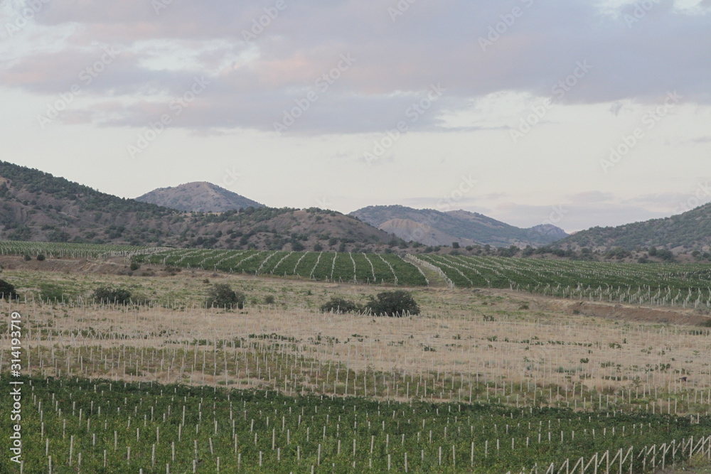 Fototapeta premium landscape with green field and blue sky