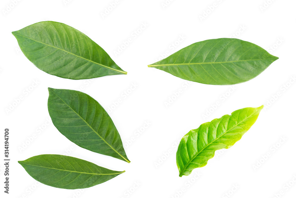 Naklejka premium fresh green leaf on white background