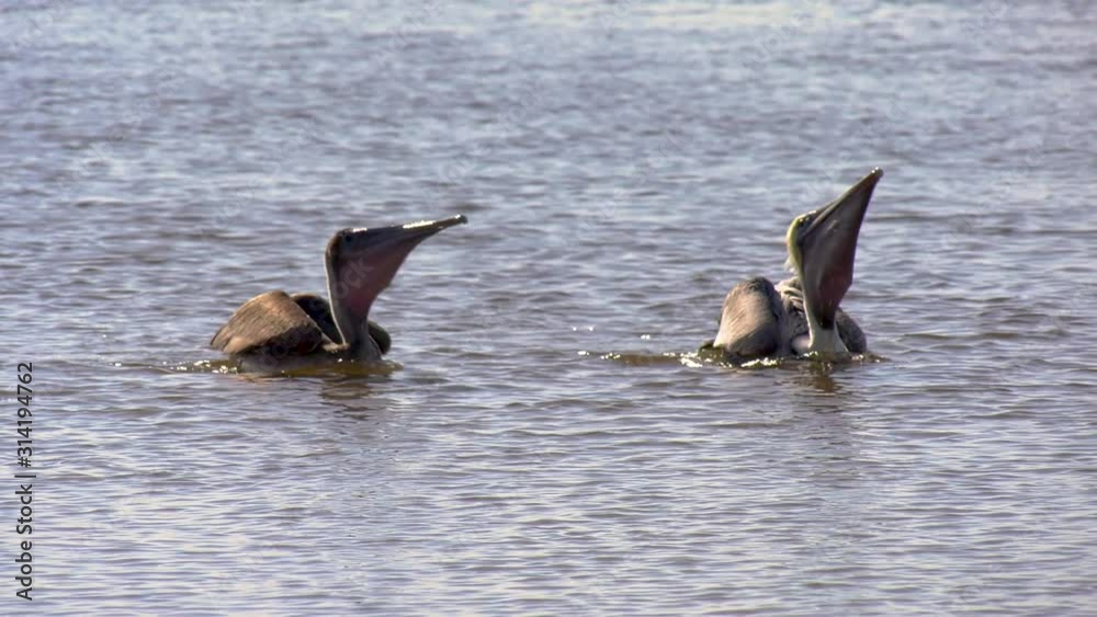 Two brown pelicans leap from the water and dive for fish Two brown pelicans leap from the water and dive for fish