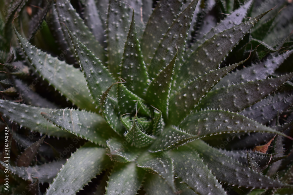 frost on the leaf frost on the leaf