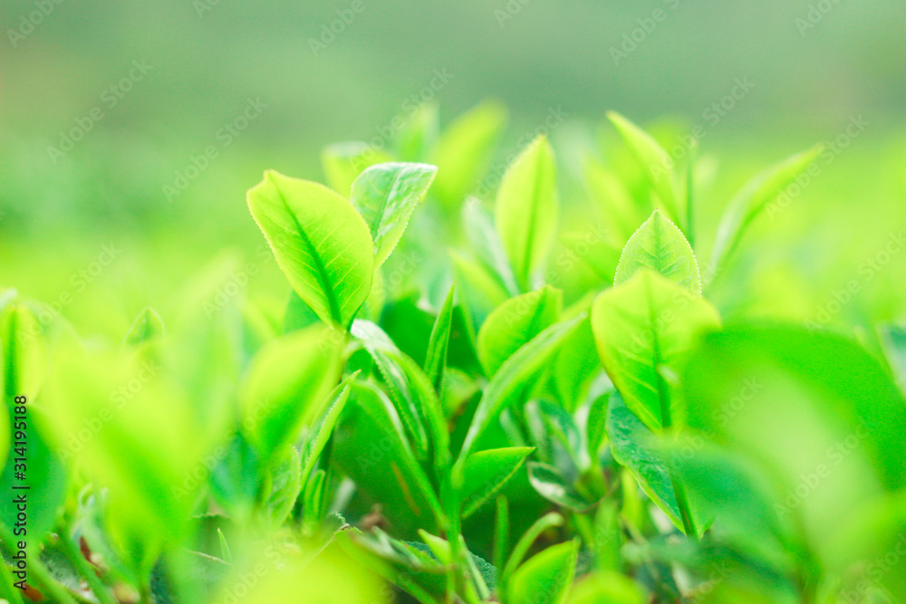 Fresh tea bud and leaves.Tea plantations.selective focus Fresh tea bud and leaves.Tea plantations.selective focus
