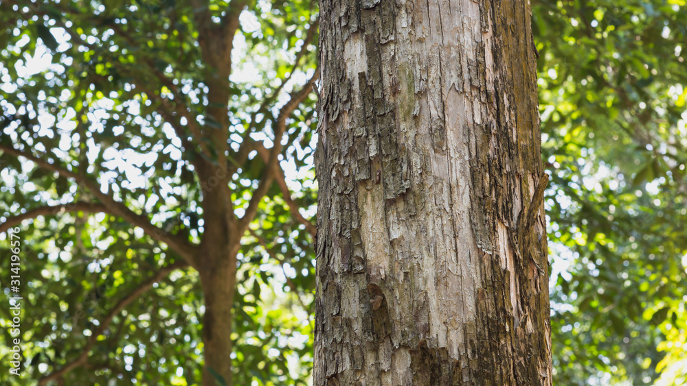 Teak tree in the forest with blurred background