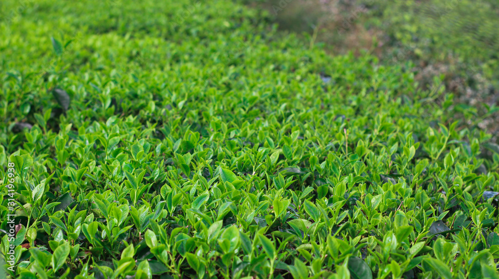 Beautiful green tea plantations in the morning Beautiful green tea plantations in the morning