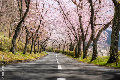Beautiful view of Cherry blossom tunnel during spring season in April along both sides of the prefectural highway in Shizuoka prefecture, Japan.