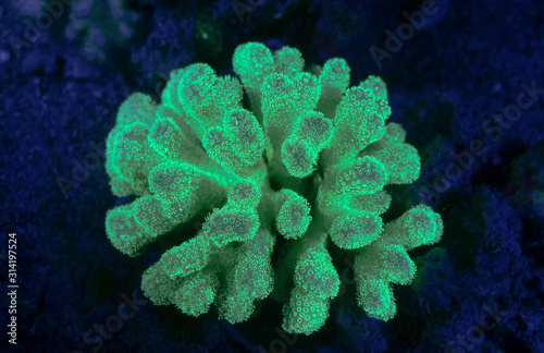 fluorescent coral at night  photo