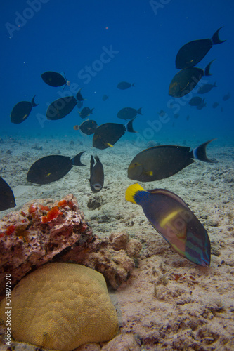 tropical fish and star fish in the pacific ocean reef
