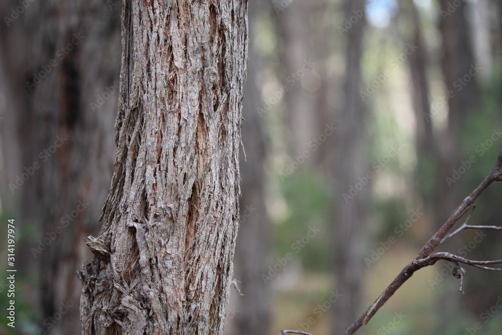 Fototapeta premium Tree