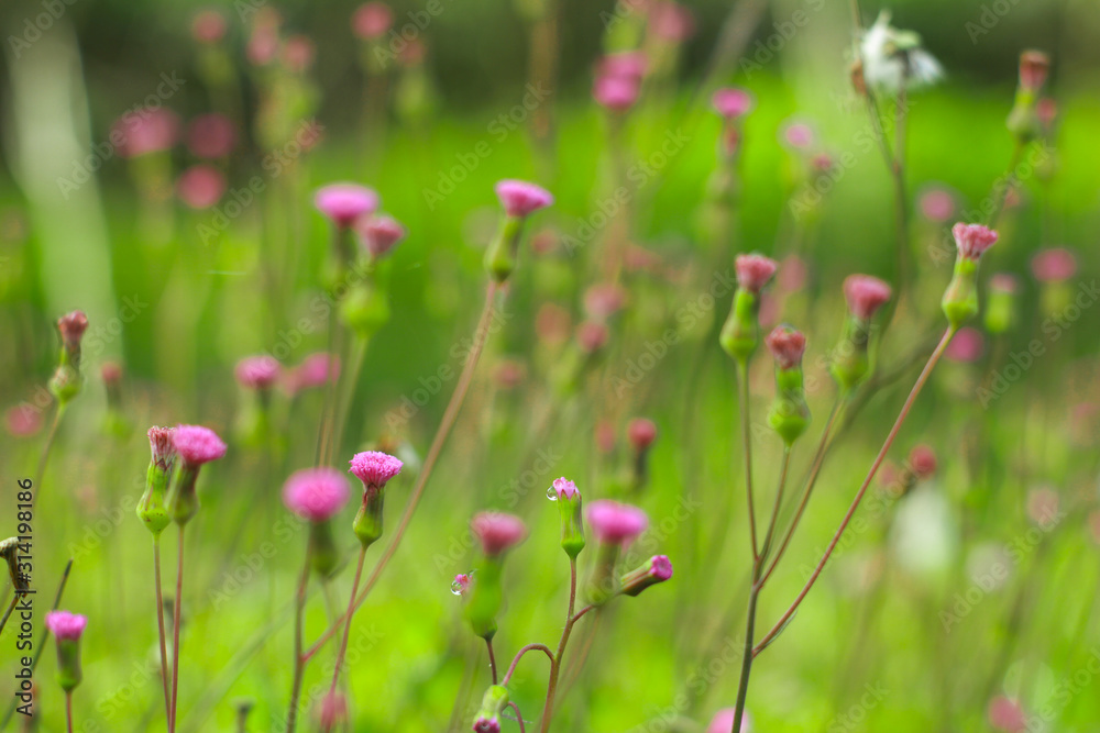 Purple flowers peony flowering on background of purple small flowers.usually blooms in morning summer Purple flowers peony flowering on background of purple small flowers.usually blooms in morning summer