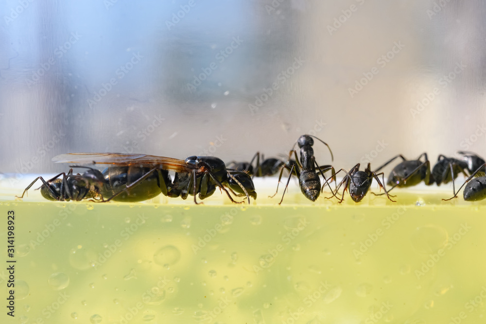 queen and smaller ants close up queen and smaller ants close up