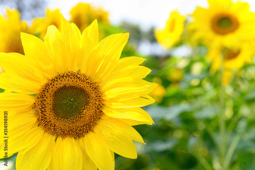 blooming sunflowers close up in a sunny morning blooming sunflowers close up in a sunny morning