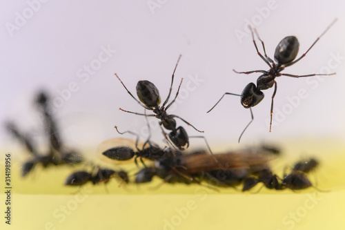 ants in a tank close up