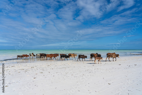 Family of zebu cattle walking along the beach near sea water of Zanzibar island, Tanzania, Africa. Cows and bull with a calf on nature