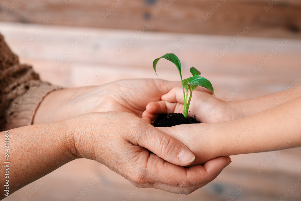 Hands of grandmother and little girl with young plant and soil on wooden background Hands of grandmother and little girl with young plant and soil on wooden background