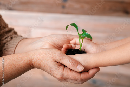 Hands of grandmother and little girl with young plant and soil on wooden background