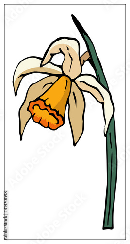 Vector floral illustration with daffodil flower isolated on a white background. photo