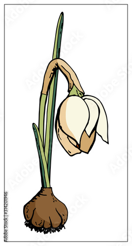 Vector floral illustration with daffodil flower isolated on a white background. photo