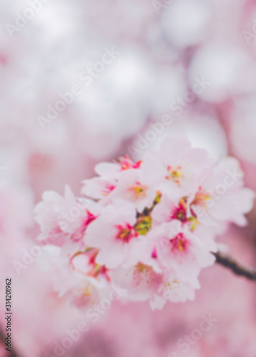 cherry blossom nature concept background.