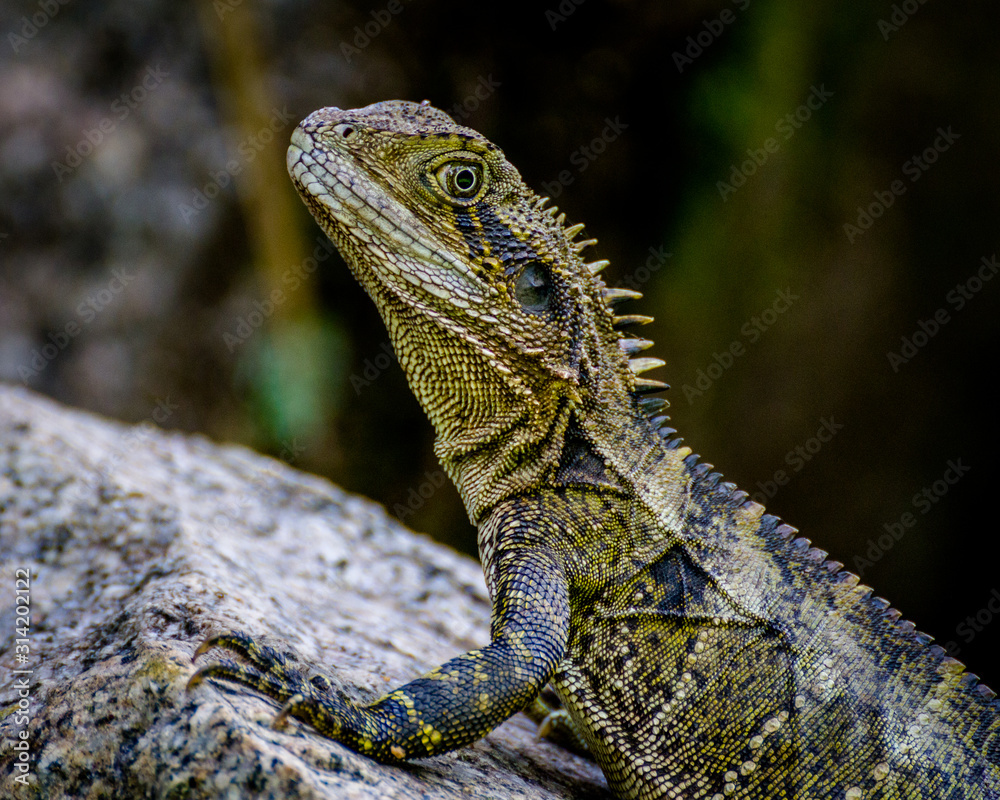 Obraz premium Aussie Dragon