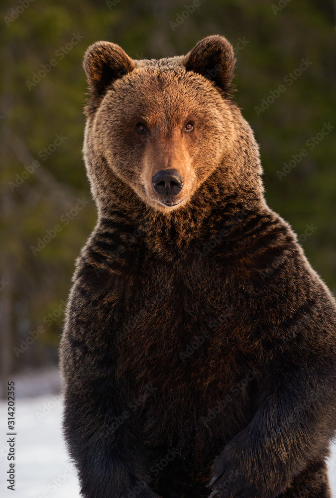 Close up portrait of Brown bear in the winter forest at sunset. Front view. Brown bear standing on his hind legs. Scientific name: Ursus arctos. Natural habitat. Sunset light