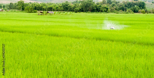green rice field of wheat