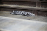 街の猫さん　stray cat