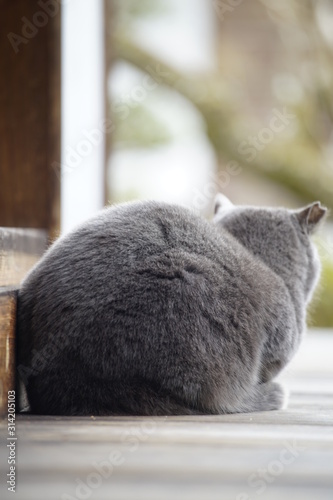 Fototapeta Naklejka Na Ścianę i Meble -  街の猫さん　stray cat