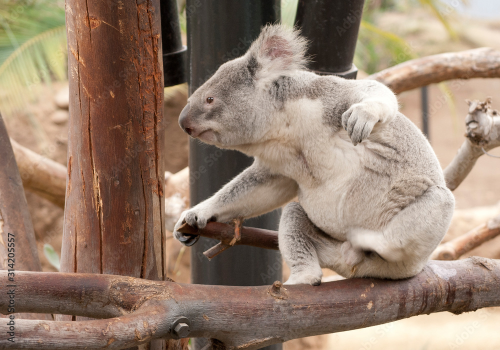 Obraz premium koala in a tree in Brisbane Koala sanctuary