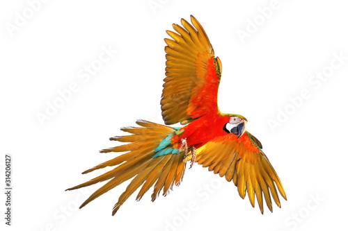 Harlegquin macaw isolated in white background. photo