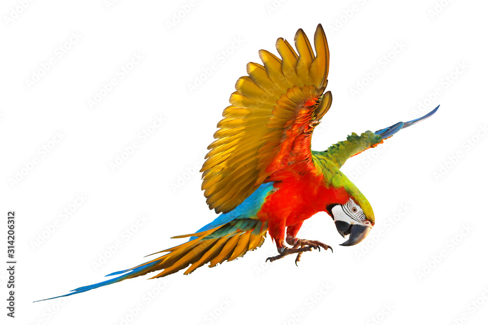 Harlegquin macaw isolated in white background.