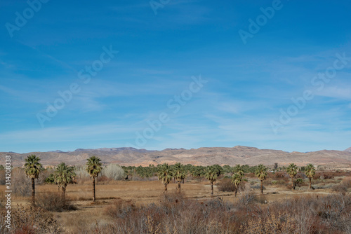 USA, Nevada, Clark County, Warm Springs Natural Area. A row of desert fan palms (Washingtonia filifera). This oasis is one of the farthest north populations of their native range.