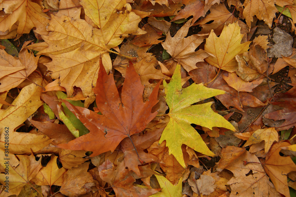 fallen autumn leaves. yellow leaves on the ground and branches