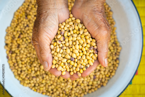 Human hand scooping dry soybean.Bean in the palm.top view food concept