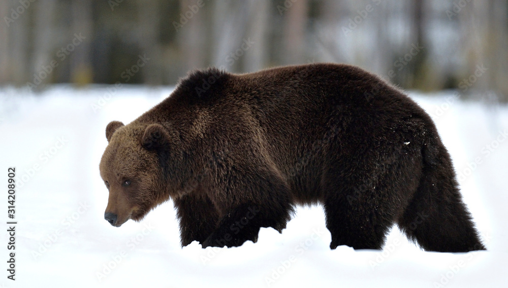 Brown bear in winter forest. Scientific name: Ursus Arctos. Natural Habitat. Brown bear in winter forest. Scientific name: Ursus Arctos. Natural Habitat.