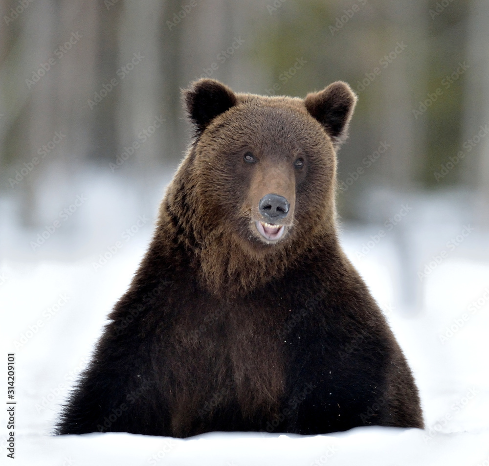 Bear sits in the snow, opening its mouth. Front view.  Brown bear in winter forest. Scientific name: Ursus Arctos. Natural Habitat.