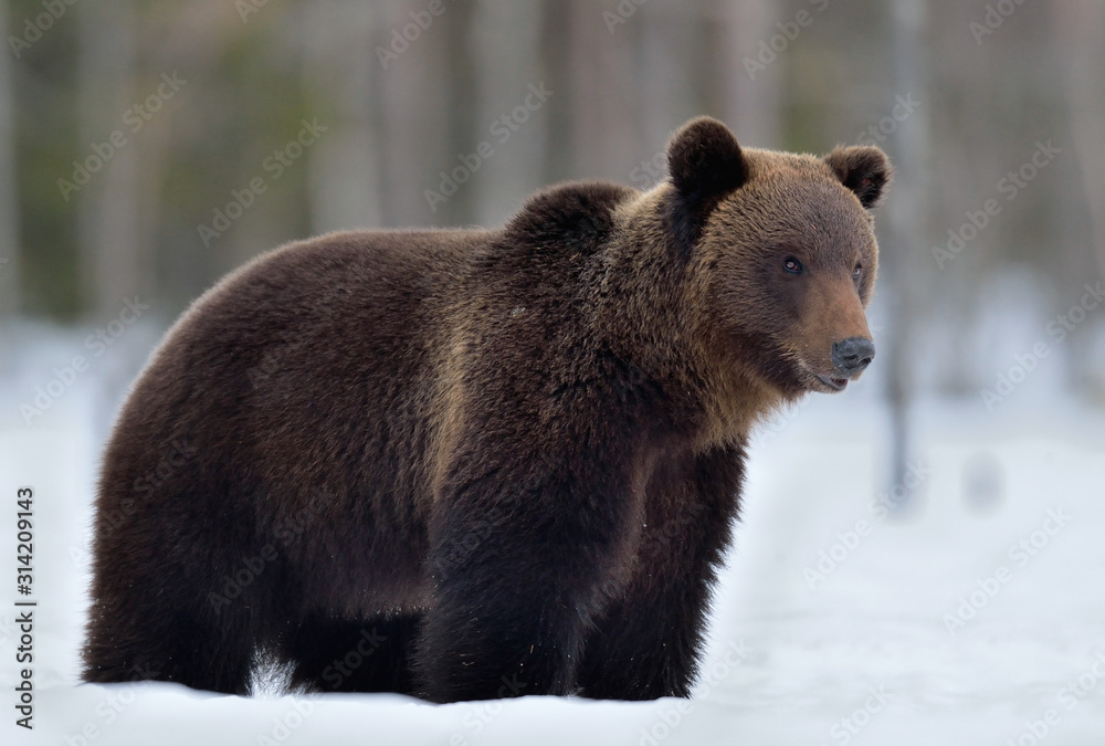Obraz premium Brown bear in winter forest. Scientific name: Ursus Arctos. Natural Habitat.