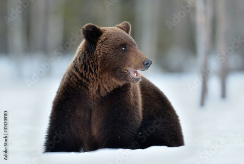 Bear sits in the snow, opening its mouth. Front view.  Brown bear in winter forest. Scientific name: Ursus Arctos. Natural Habitat.