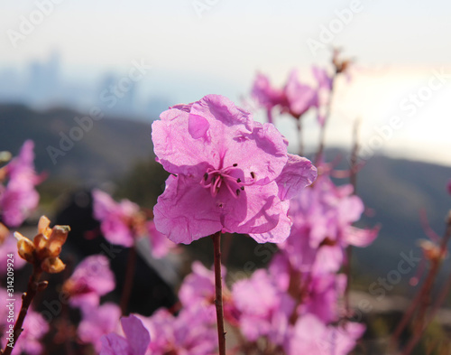 Spring Flowers Blooming in Hwangryeongsan Mountain, Busan, South Korea, Asia photo