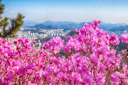 Spring Flowers Blooming in Hwangryeongsan Mountain, Busan, South Korea, Asia